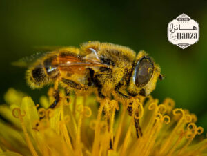 گرده زنبور عسل هانزا